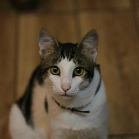 Everyday Cat Hostel Μπατούμι Εξωτερικό φωτογραφία