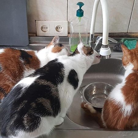 Everyday Cat Hostel Μπατούμι Εξωτερικό φωτογραφία