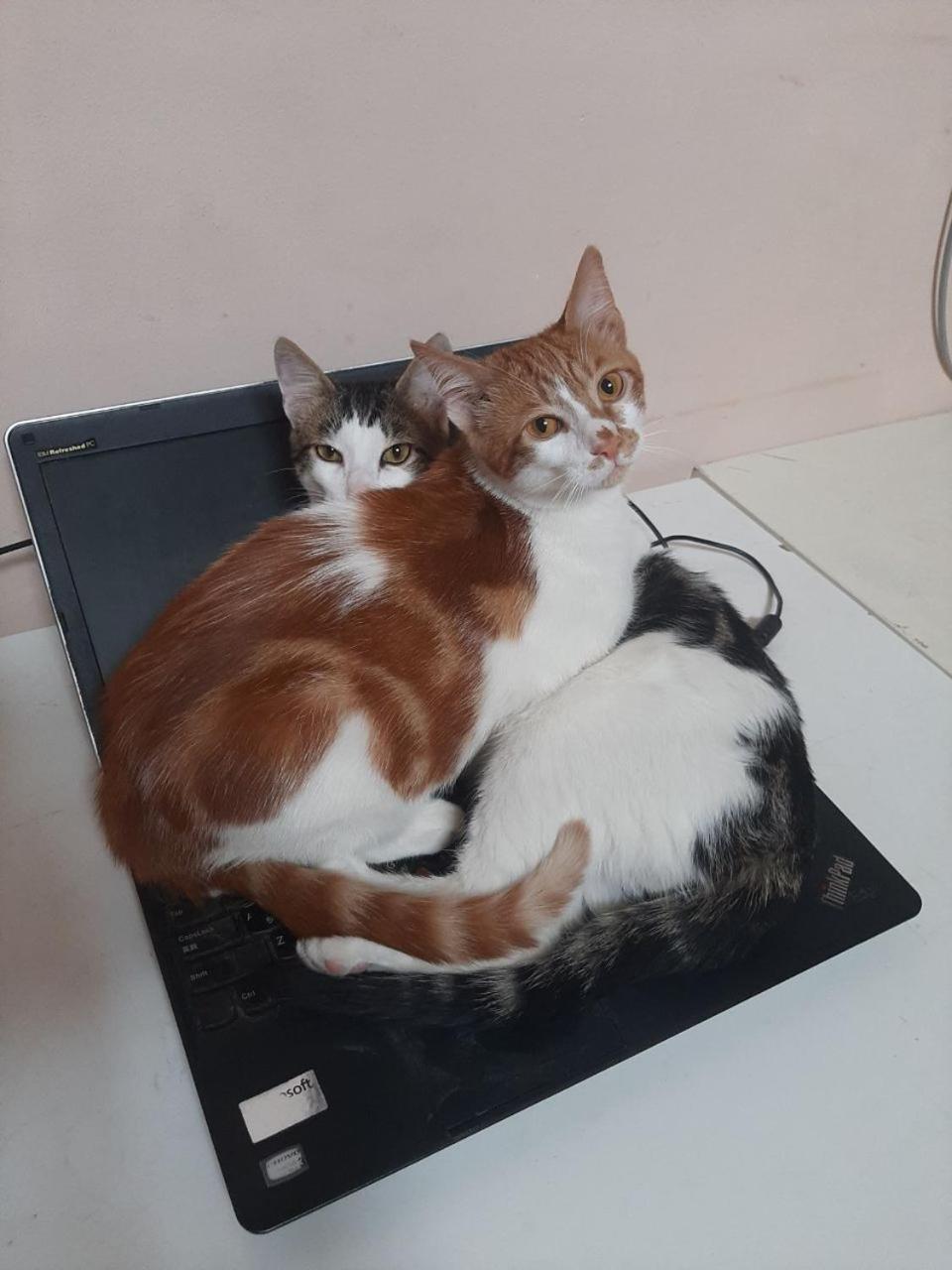 Everyday Cat Hostel Μπατούμι Εξωτερικό φωτογραφία