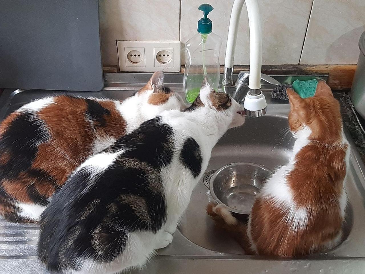 Everyday Cat Hostel Μπατούμι Εξωτερικό φωτογραφία