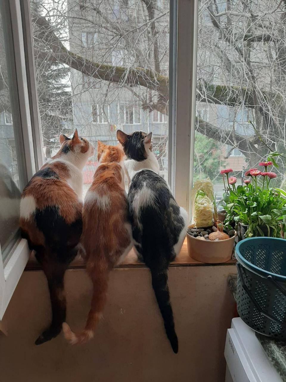 Everyday Cat Hostel Μπατούμι Εξωτερικό φωτογραφία