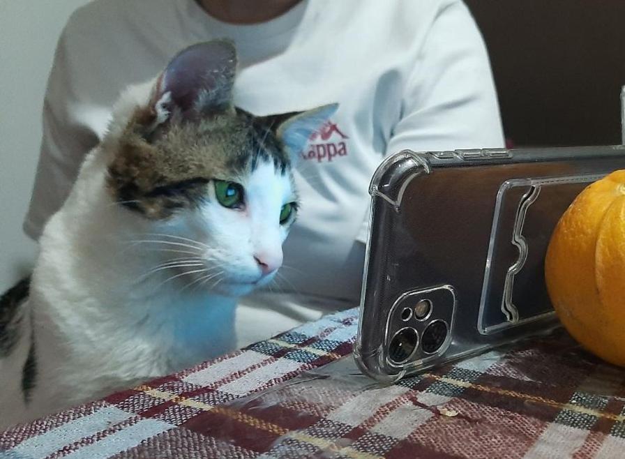 Everyday Cat Hostel Μπατούμι Εξωτερικό φωτογραφία