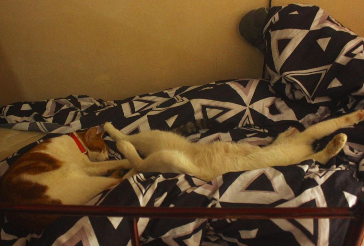 Everyday Cat Hostel Μπατούμι Εξωτερικό φωτογραφία
