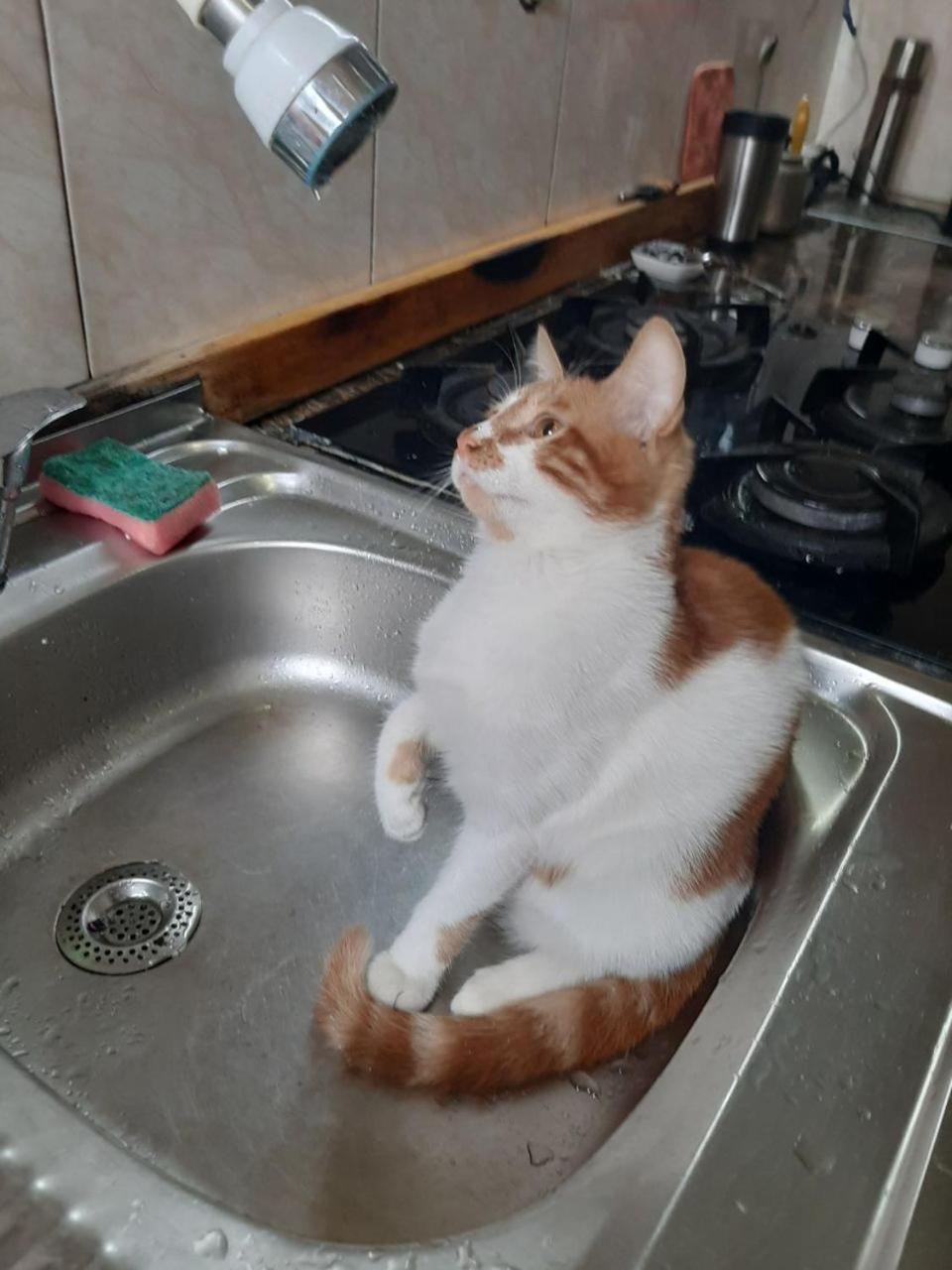 Everyday Cat Hostel Μπατούμι Εξωτερικό φωτογραφία