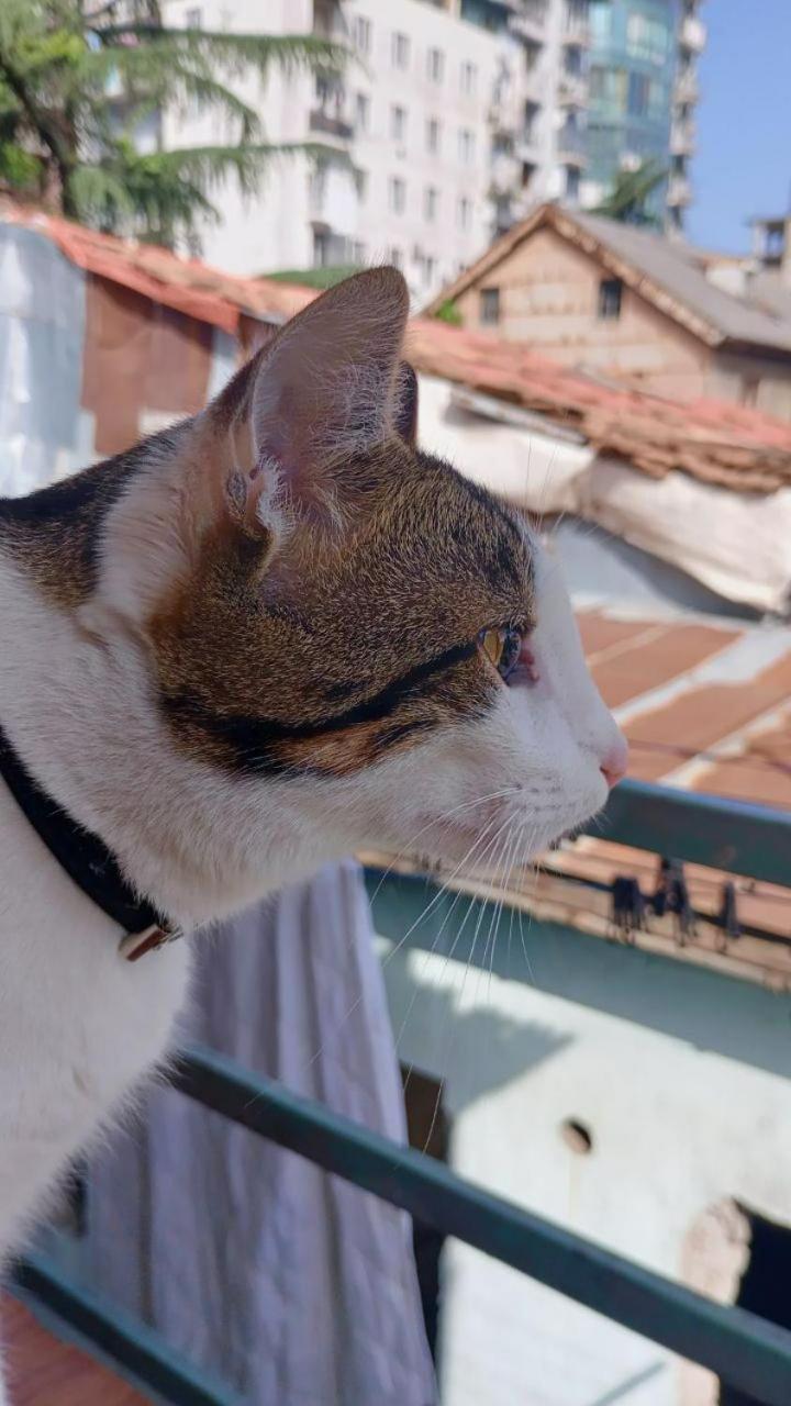 Everyday Cat Hostel Μπατούμι Εξωτερικό φωτογραφία
